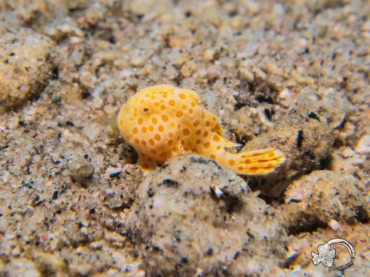 Acqua Dive Zamboanguita (Visayas) Exterior foto