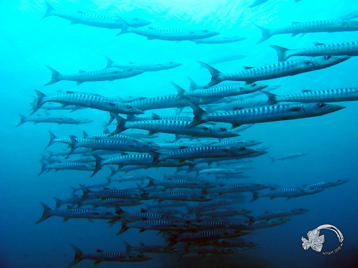 Acqua Dive Zamboanguita (Visayas) Exterior foto
