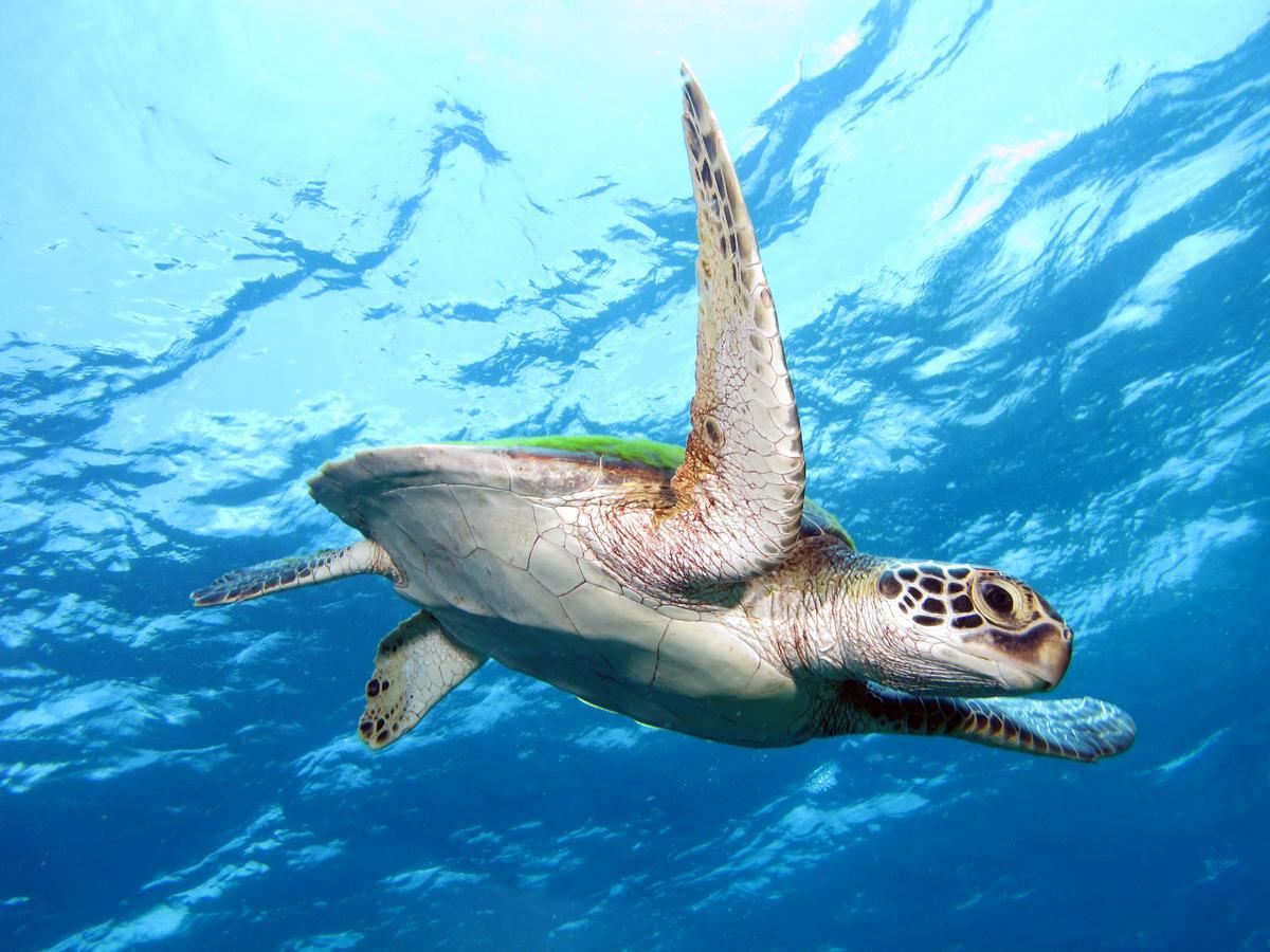 Acqua Dive Zamboanguita (Visayas) Exterior foto